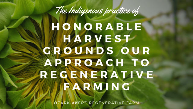 A sunflower with overlayed text - Honarable Harvest grounds our approach to regenerative farming