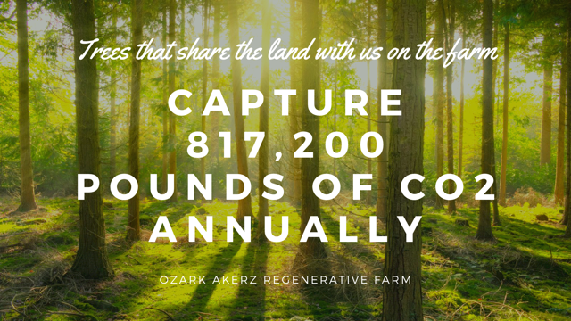 Sun casting shadows through a forest with the overlayed text - The trees on the farm capture 817, 200 pounds of CO2 annually