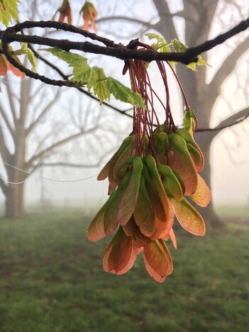 A close up of a cluster of maple seeds hangs from a branch with pecan trees in the background
