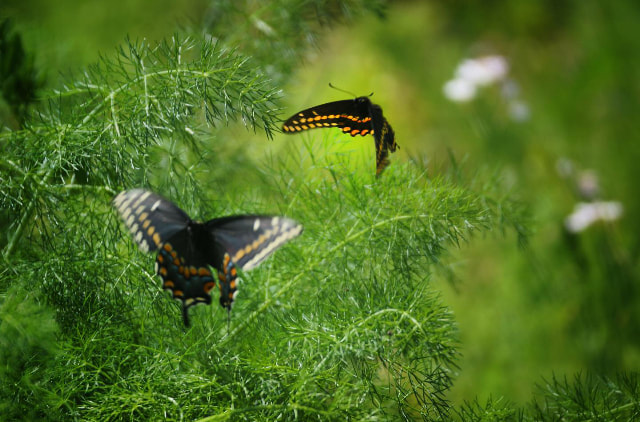 Two black swallowtail butterflies in mid-flight
