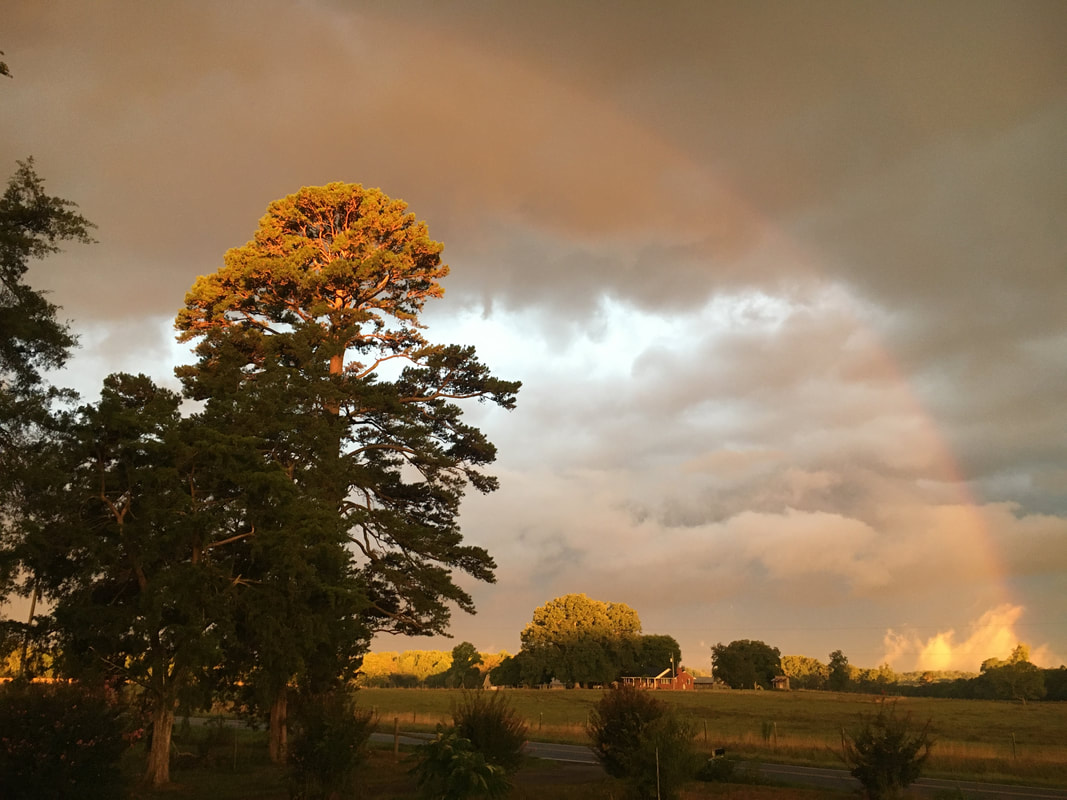 A rainbow above a pine tree, a pasturein the distance