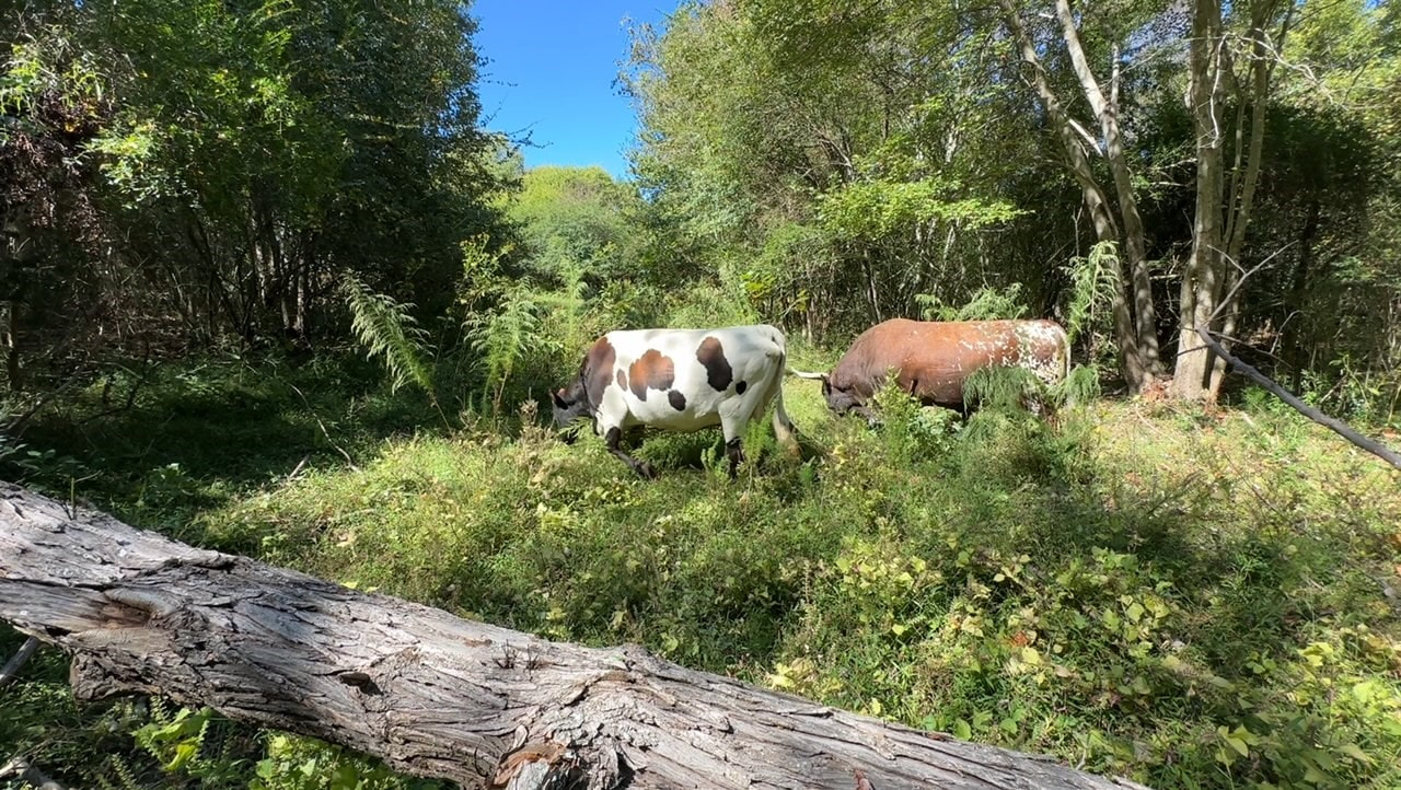 Pineywoods Cattle eating Japanese Stiltgrass in the forest