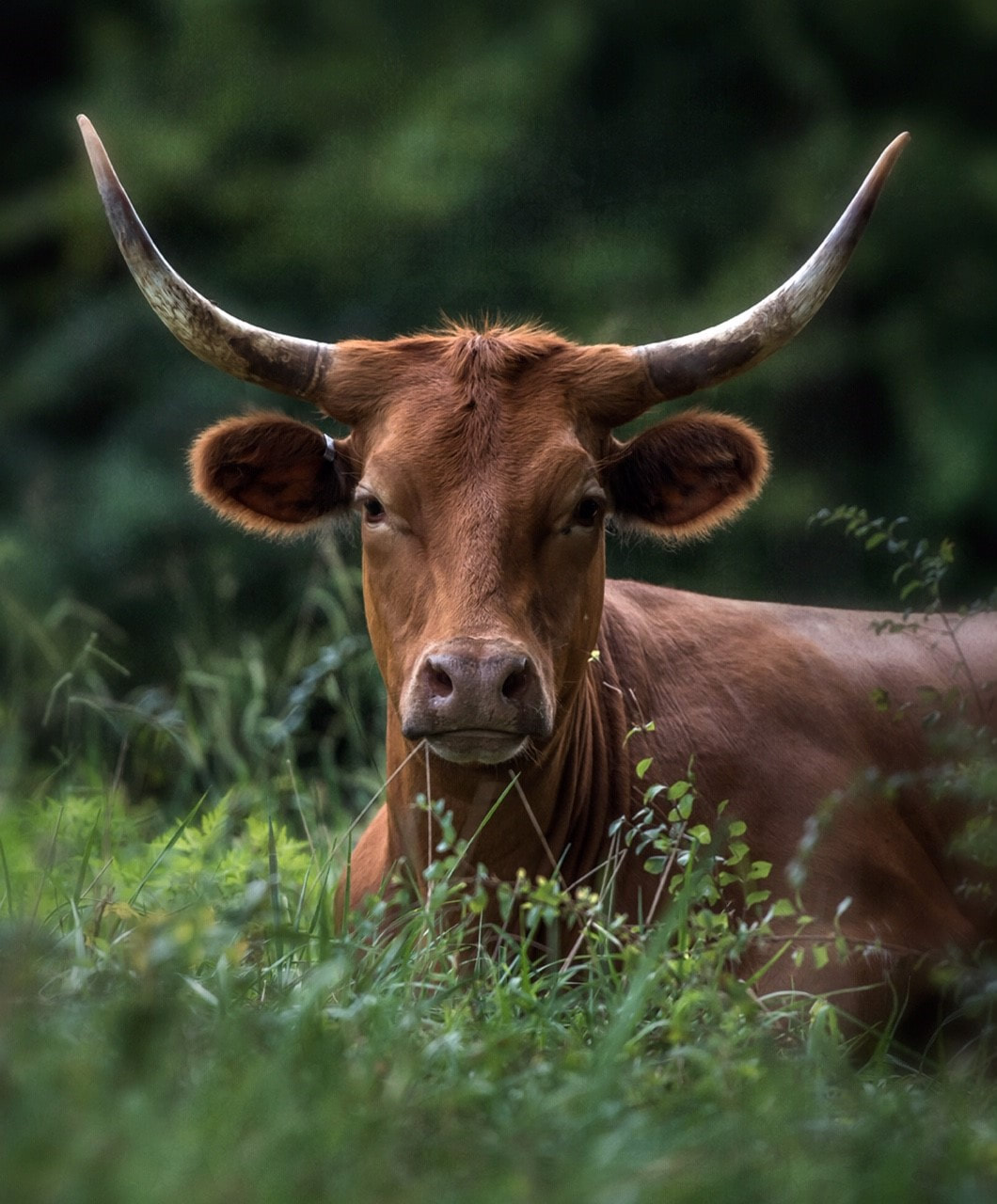 A beautiful horned, light brown, Pineywoods cattle lies in the tall grass at Ozark Akerz Regenerative farm