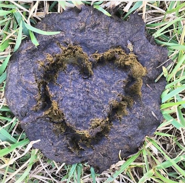 Cow patty with a heart drawn in it