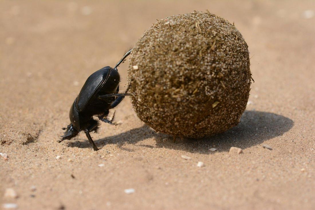 Dung beetle rolling a ball of dung