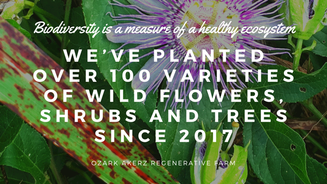 A passion flower overlayed with the text - we've planted over 100 varieties of wild flowers, shrubs and trees since 2017