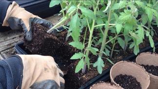 Transplanting tomatoes