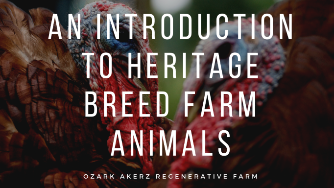 An Introduction To Heritage Breed Farm Animals