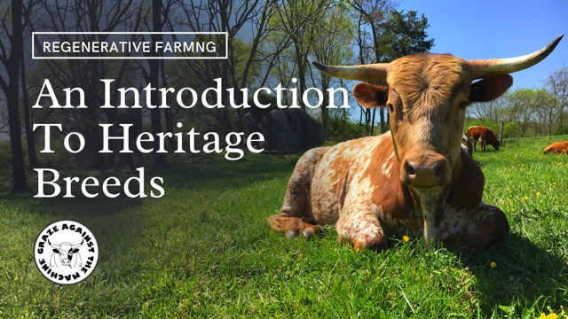 A Pineywoods Cattle with bg horns rests in the grass with the text An Introduction To Heritage Breeds overlayed