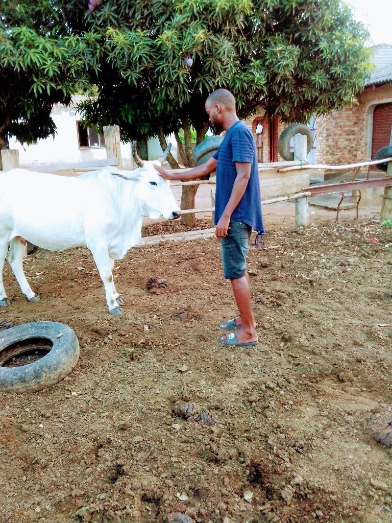 Ashell Maenetja and his cow, Guardian Angel