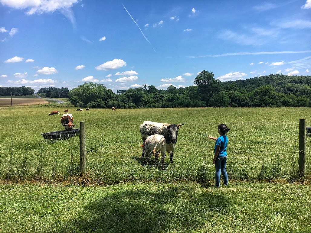 A little girl holds out her hand to a Pineywoods Cattle cow and her calf