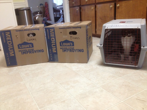 tw cats peek out of moving boxes next to a tuxedo cat in a cat carrier