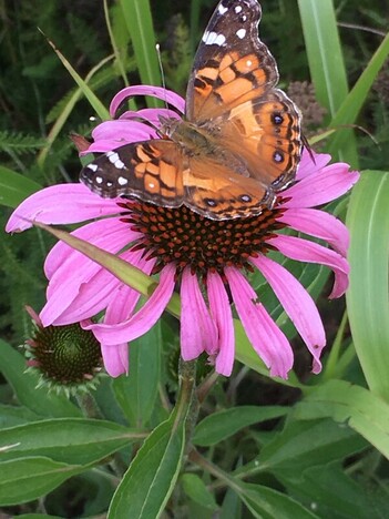 An American Lady butterfly feeds on an echinacea flower