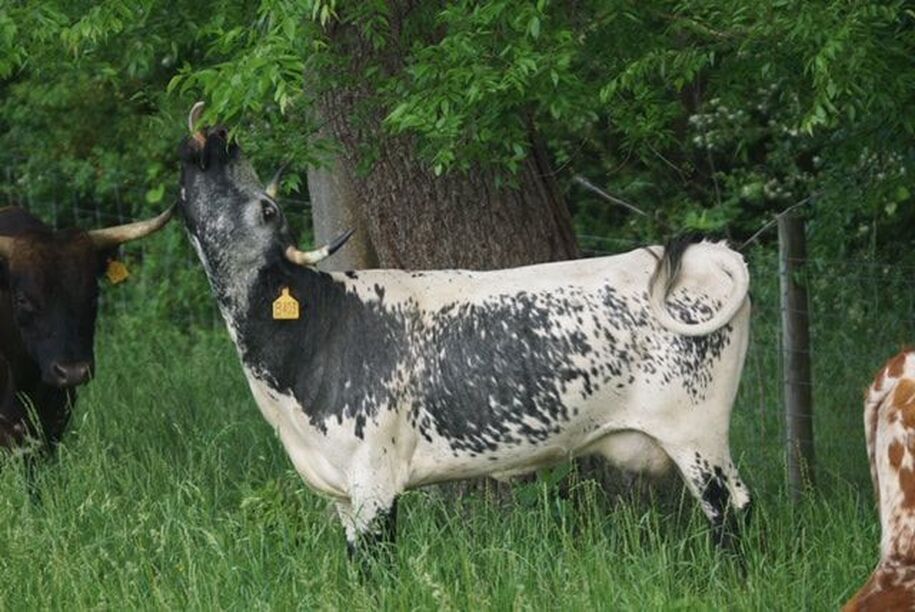 A black and white Pineywoods cattle reaches up high to take a bite from a black walnut tree