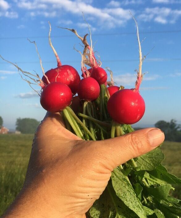 A hand holding a bunch of radishes against a blue sky