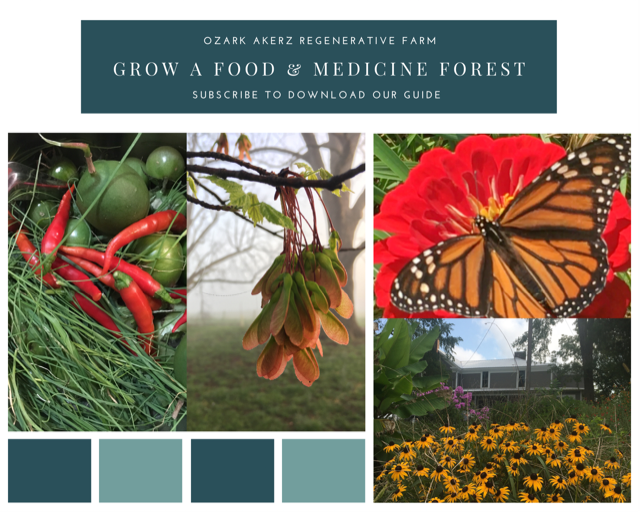 A collage of pictures of cayenne peppers, passion fruit, a cluster of maple seeds, a Monarch butterfly on a red flower and black-eyed susans with the text 