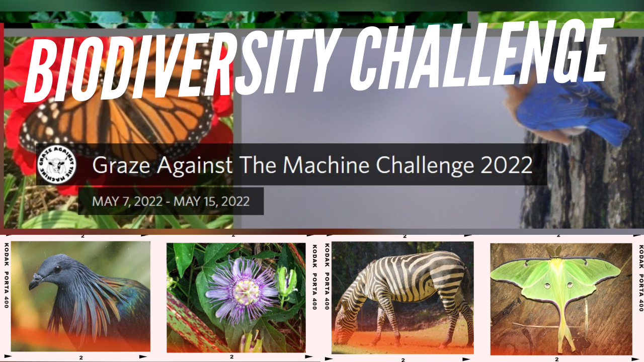 2022 Graze Against The Machine Challenge