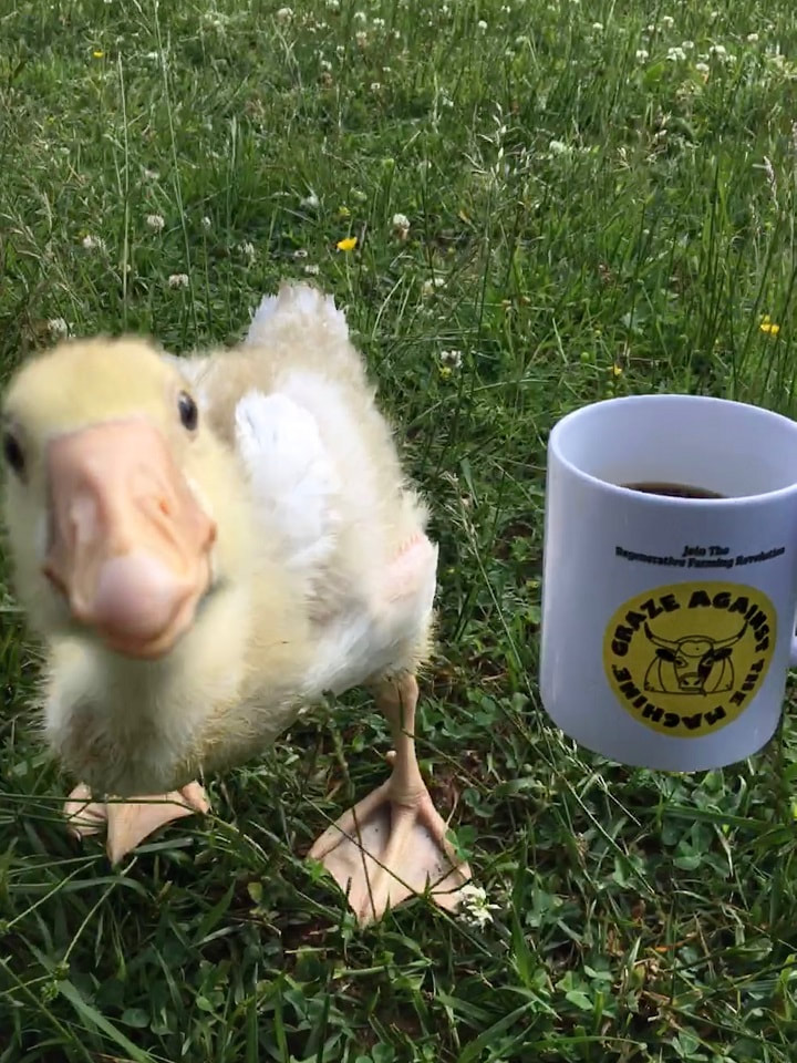 A Cotton Patch gosling named Cotton posing as a hand hold a coffee mug with the Graze Against The Machine logo on it
