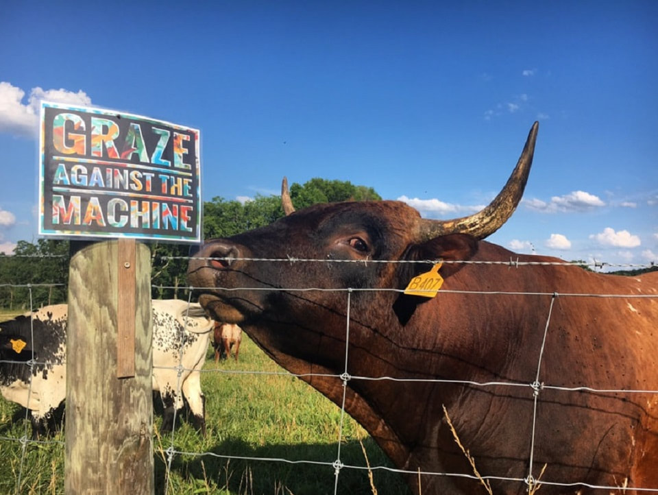 Rocky the Pineywoods Bull posing with a Graze Against The Machine sign