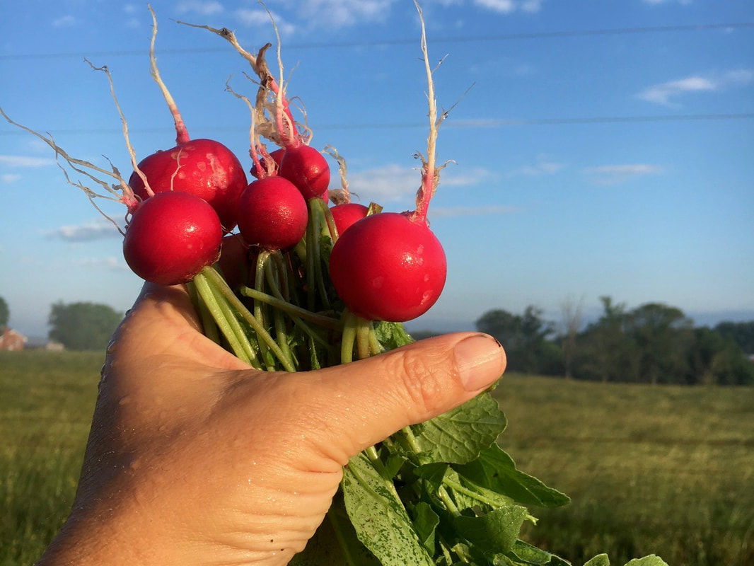 A handful of radishes being held up to a blues sky