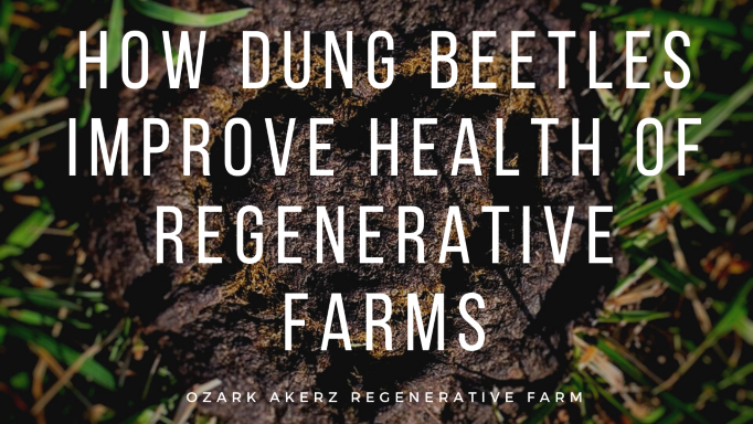 How Dung Beetles Improve The Health Of Regenerative Farms