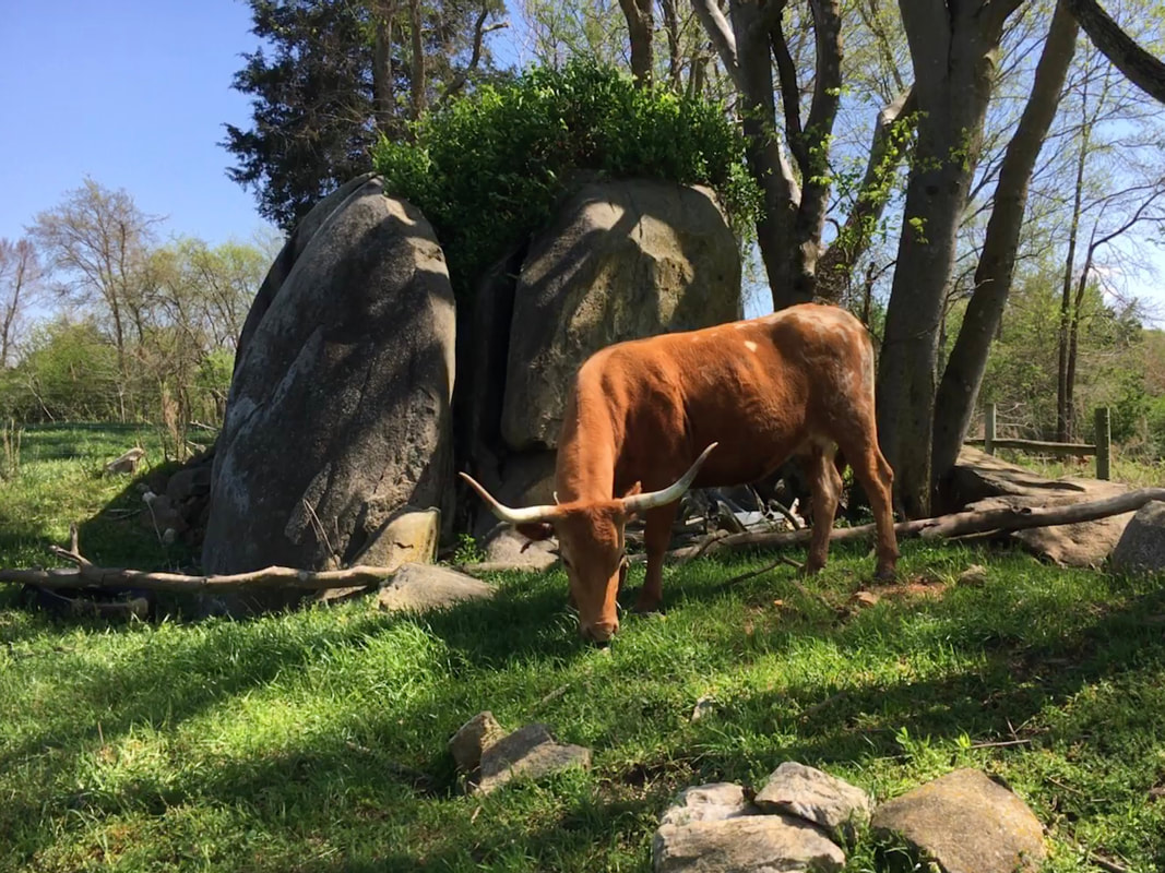 A Pineywoods cow grazes in font of a large boulder near coleridge, north carolina