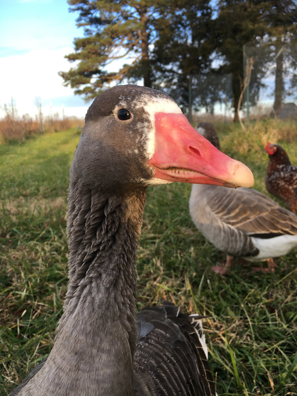 A grey Cotton Patch Goose named Patches poses for the camera