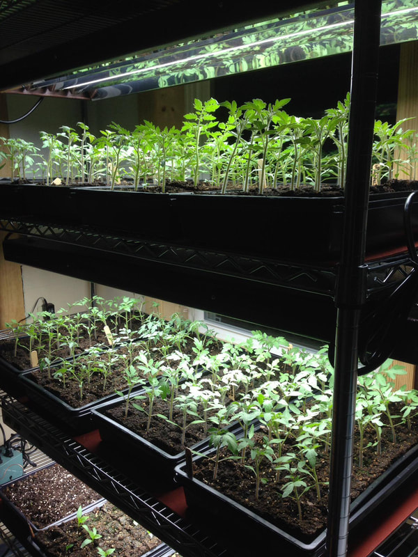 Several shelves of tomato and pepper seedlings underr growlights