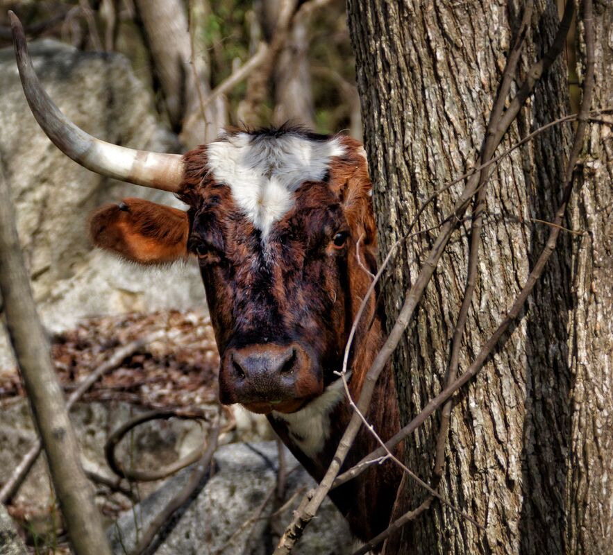A Pineywoods Cattle cow peers out from behind a tree