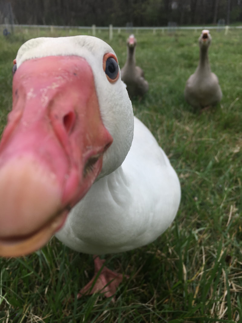 Close-up of a white cotton patch gander with blue eyes and 2 grey geese in the background