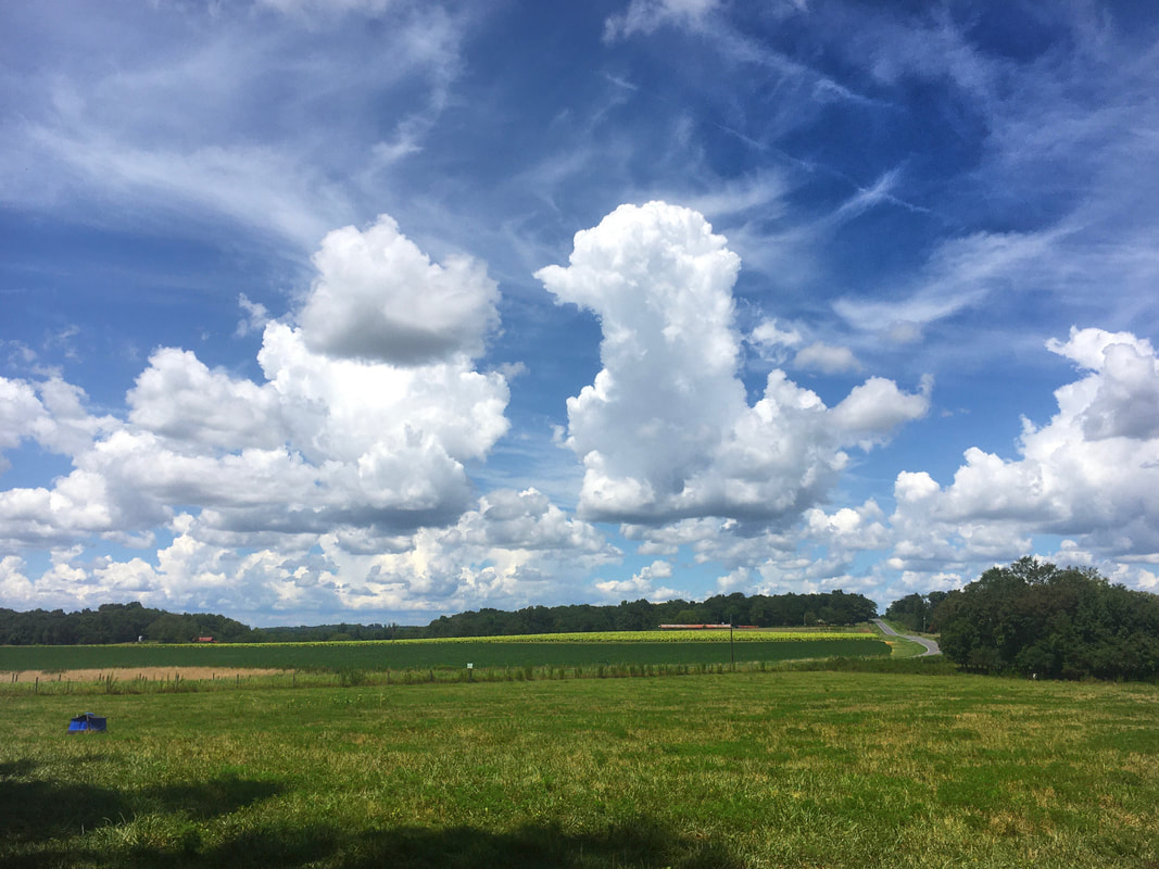 Puffy white clouds scatter across blue sky above a green pasture at ozark akerz regenerative farm