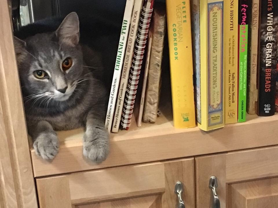 Our farm cat Lemmy lying on a shelf next to cookbooks