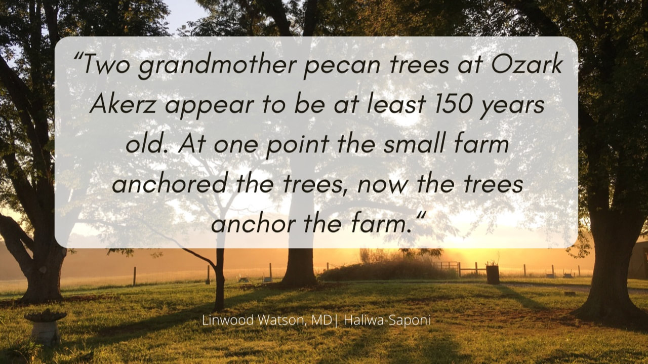 A pecan grove at Ozark Akers with overlayed text “Two grandmother pecan trees at Ozark Akerz appear to be at least 150 years old. At one point the small farm anchored the trees, now the trees anchor the farm. - Linwood Watson MD | Haliwa-Saponi “
