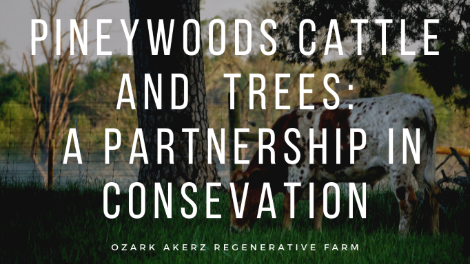 Pineywoods Cattle and Trees - A Partnership in Conservation