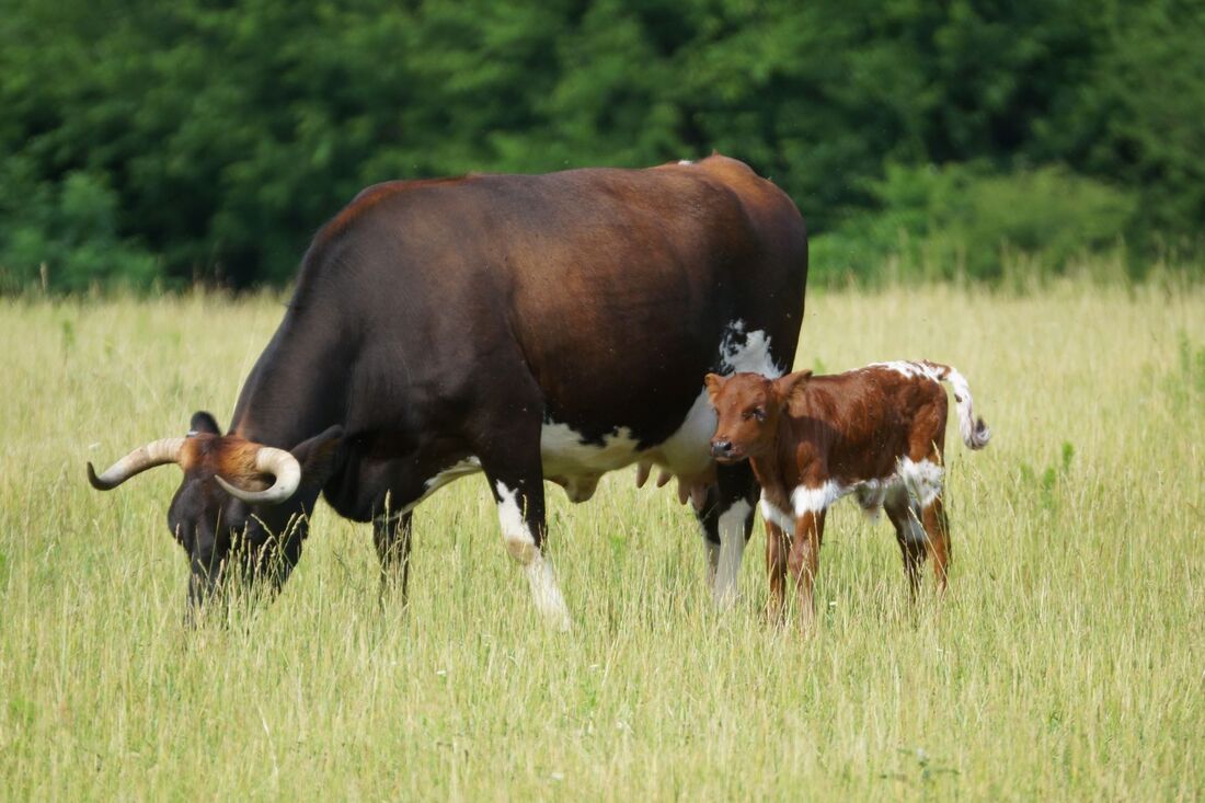 A Pineywoods Cattle cow grazing on grass with her calf beside her at Ozark Akerz Regenerative Farm
