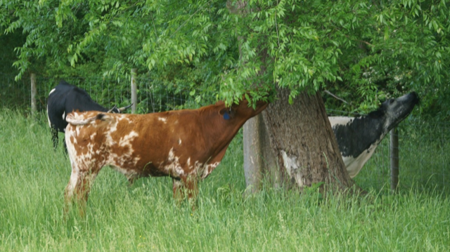 Pineywoods Cattle eating Black Walnut at Ozark Akerz Regenerative Farm