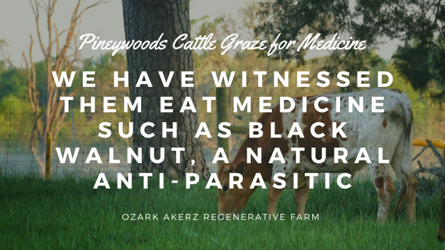 A lone Pineywoods Cattle grazing grass near a pine tree with the overlayed text - Pineywoods Cattle Graze for Medicine we have witnessed them eat medicine such as black walnut, a natural anti-parasitic