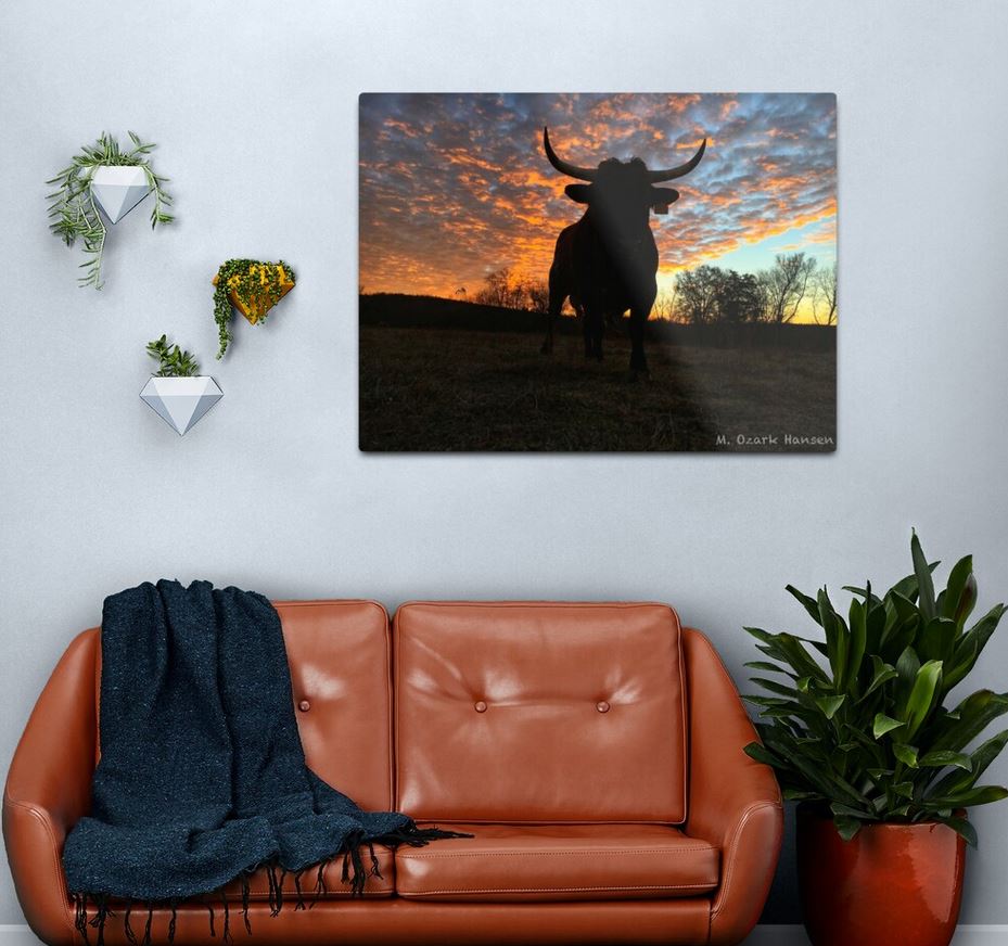 Photo of Rocky the Pineywoods Bull at sunrise as a metal print hanging above a sofa