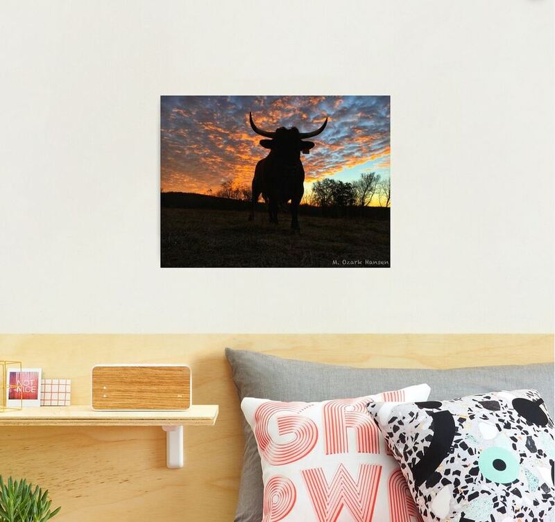 Photo of Rocky the Pineywoods Bull at sunrise as a photo print hanging above a bed