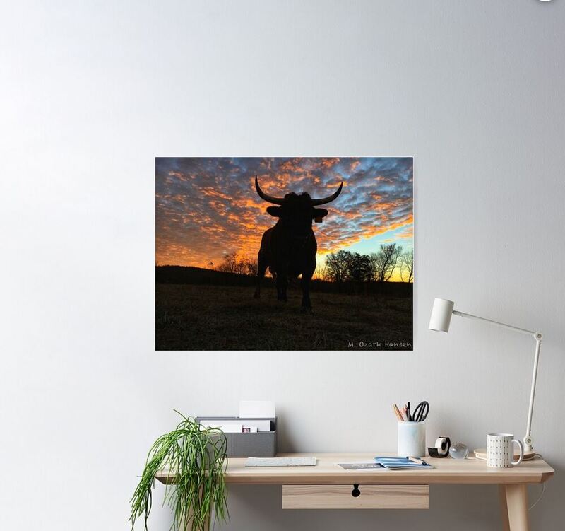 Photo of Rocky the Pineywoods Bull at sunrise as a poster hanging above a desk