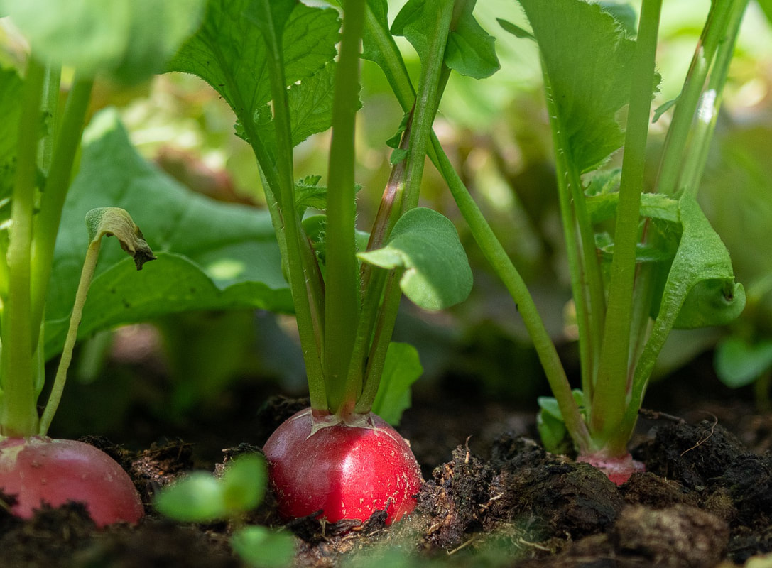 Radishes growing in rich soil