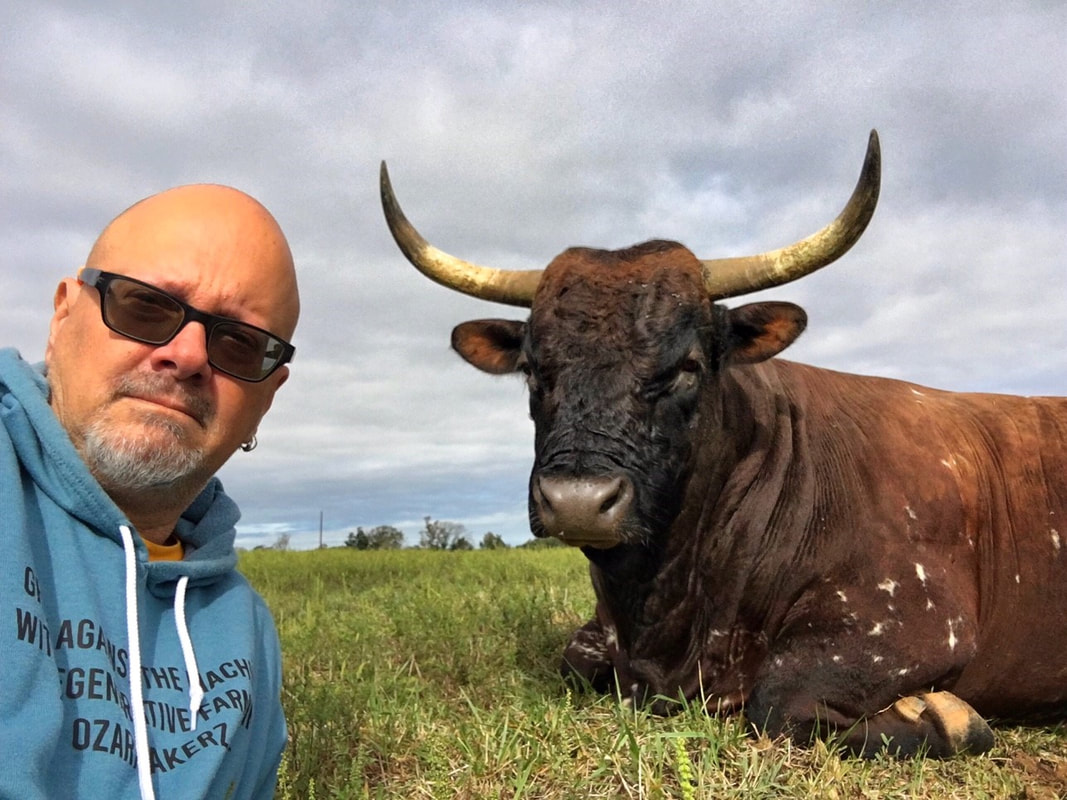 a man lies in a pasture with a pineywoods cattle bull
