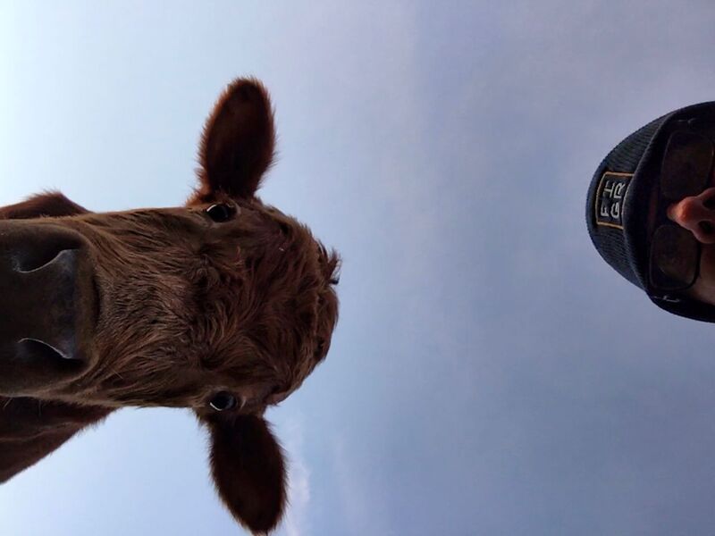 Selfie with Pineywoods bull Dave, staring straight down