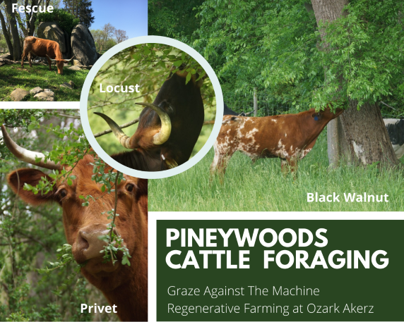 Pineywoods Cattle eat locust, privet, black walnut and much more